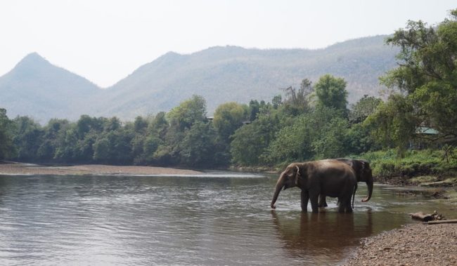 Слоны в Национальном заповеднике Таиланда Као Лак 
